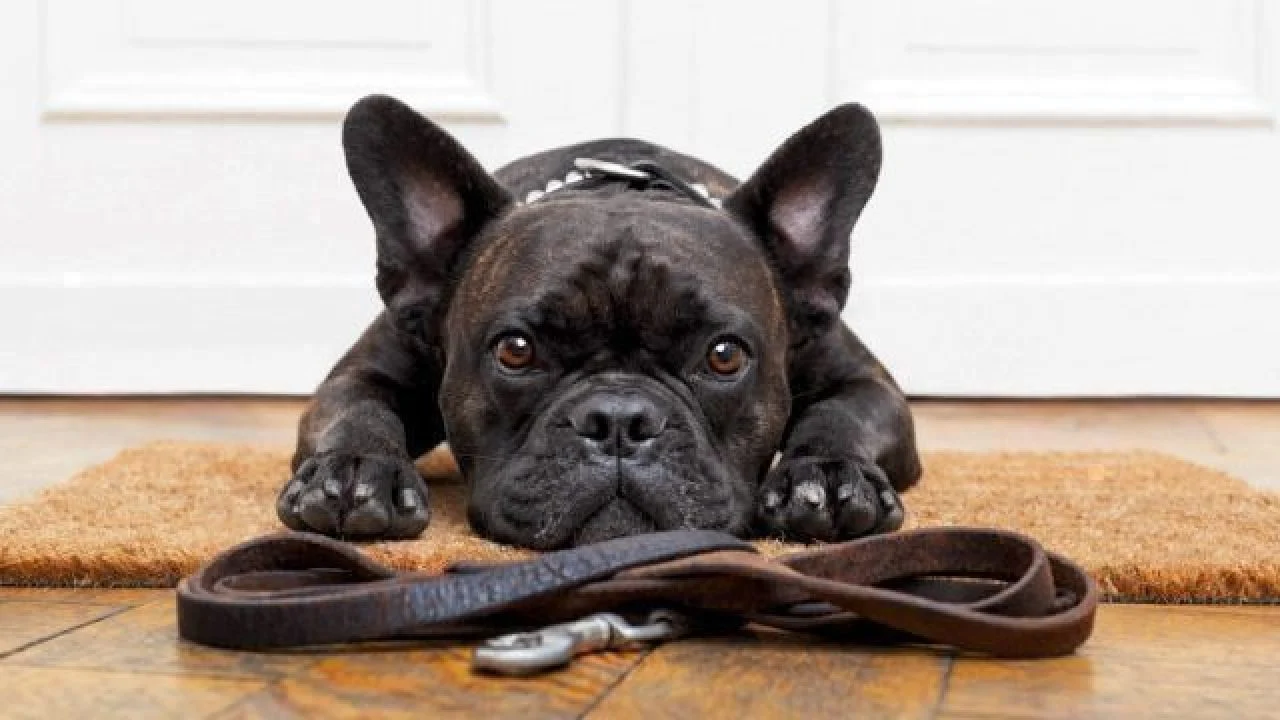 Pet Apparel - Ryan's Pawsitive Pet Shoppe
