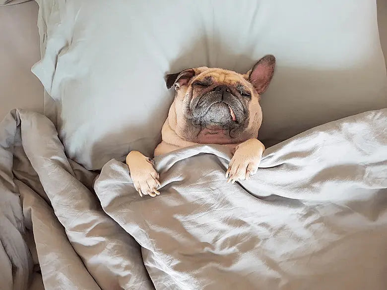 Pet Comfortality - Ryan's Pawsitive Pet Shoppe