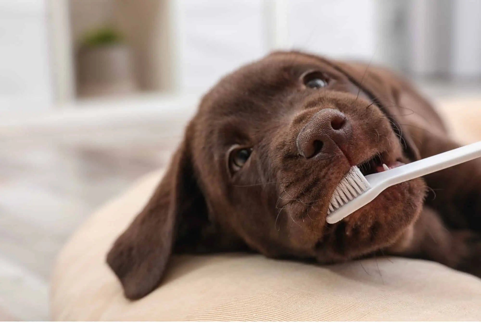 Pet Grooming Products - Ryan's Pawsitive Pet Shoppe